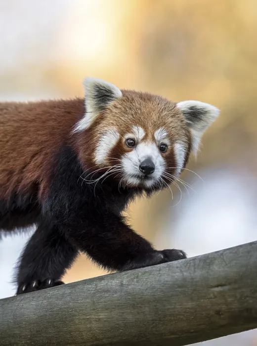 Framed Print : Red panda or Lesser panda, Ailurus fulgens Framed Print : Red panda or Lesser panda, Ailurus fulgens