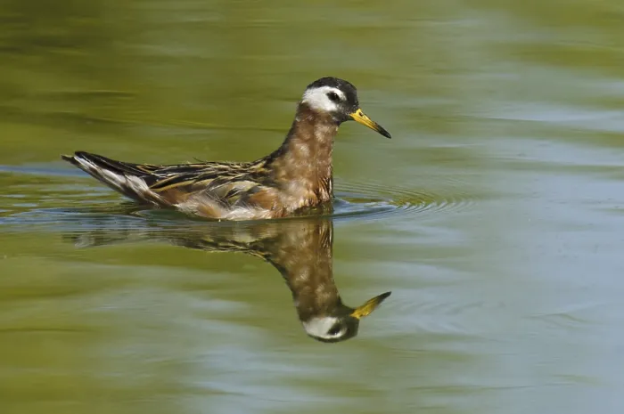 Framed Print : Red Phalarope (Phalaropus fulicarius) Framed Print : Red Phalarope (Phalaropus fulicarius)