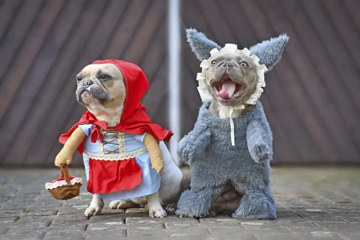 Framed Print : Red pied French Bulldog dressed up as fairytale character Little Red Riding Hood Framed Print : Red pied French Bulldog dressed up as fairytale character Little Red Riding Hood