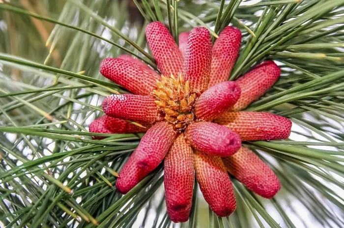 Framed Print : Red pinus growing in a forest in southern Argentina