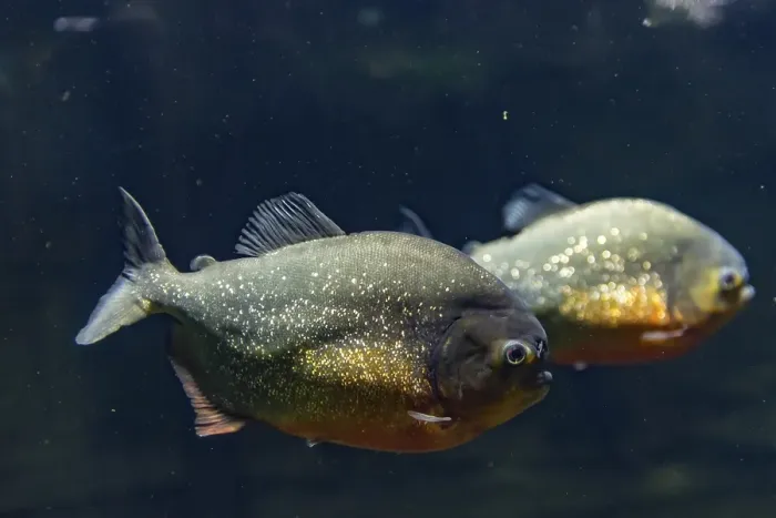 Framed Print : Red Piranhas (Pygocentrus nattereri)