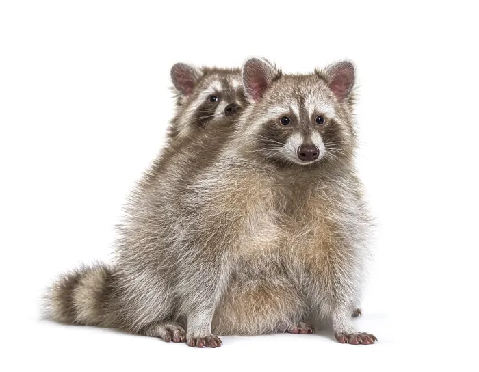 Framed Print : Two red raccoons sitting together Framed Print : Two red raccoons sitting together