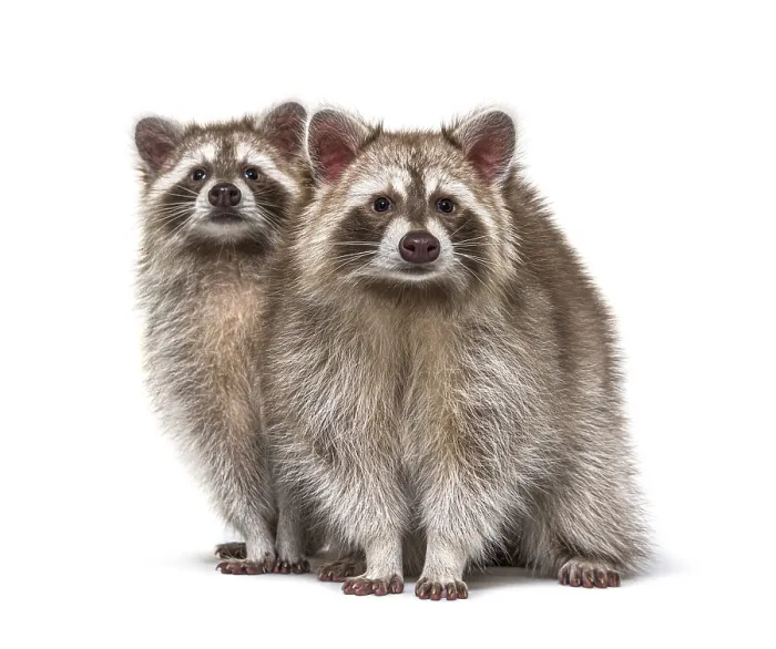 Framed Print : Two red raccoons sitting together