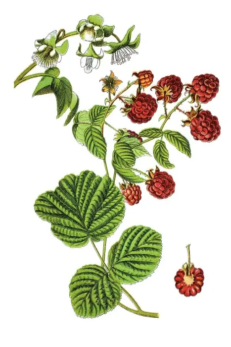 Framed Print : Red raspberry (Rubus idaeus), medicinal plant Framed Print : Red raspberry (Rubus idaeus), medicinal plant