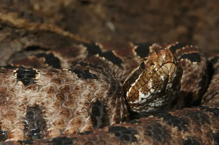 Framed Print : Red rattlesnake (Sistrurus miliarius miliarius)