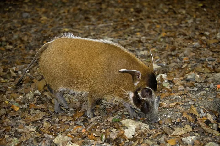 Framed Print : Red River Hog (potamochoerus porcus) or red river hog