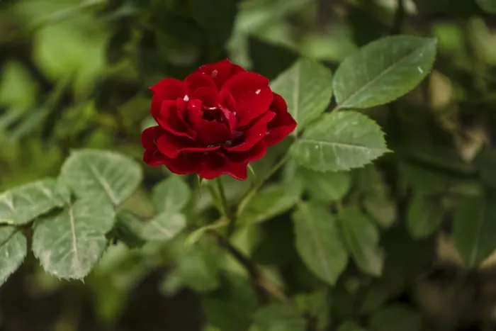 Framed Print : Red Rose (Manou Meilland), selective focus
