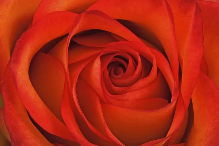 Framed Print : Red rose (Rosa), close-up Framed Print : Red rose (Rosa), close-up