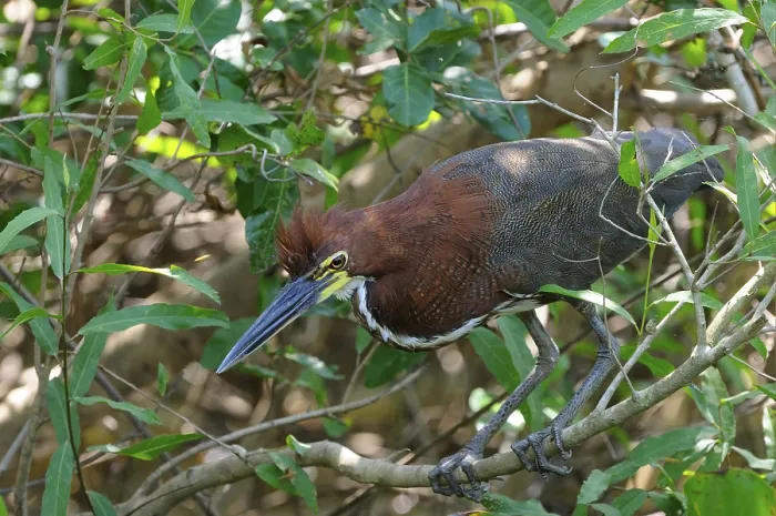 Framed Print : Red rufescent tiger heron (Tigrisoma lineatum) adult Framed Print : Red rufescent tiger heron (Tigrisoma lineatum) adult