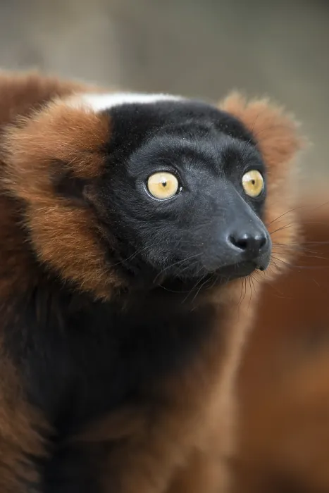 Framed Print : Red Ruffed Lemur (Varecia rubra) Framed Print : Red Ruffed Lemur (Varecia rubra)
