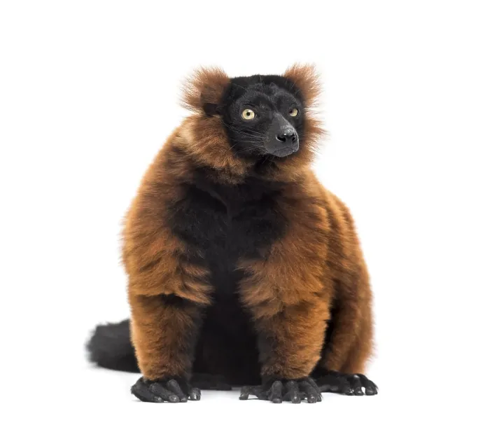 Framed Print : Red ruffed lemur, Varecia rubra