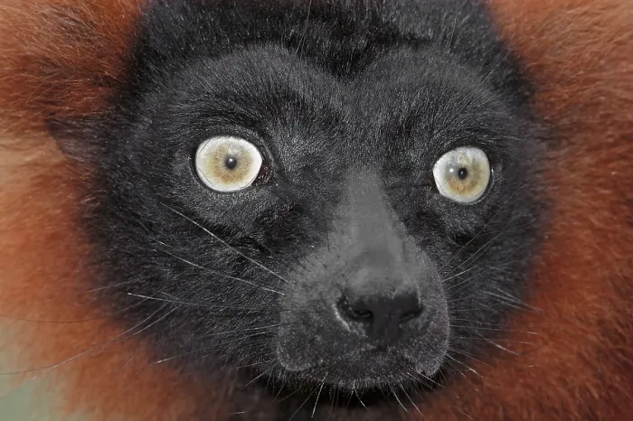 Framed Print : Red ruffed lemur (Varecia variegata rubra) (Varecia variegata ruber)