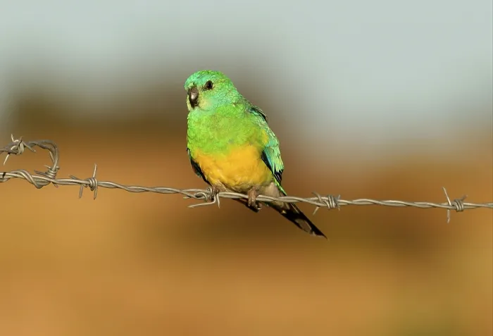 Framed Print : Red-rumped parrot (Psephotus haematonotus)