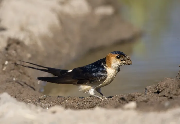 Framed Print : Red-rumped swallow (Hirundo daurica) Framed Print : Red-rumped swallow (Hirundo daurica)