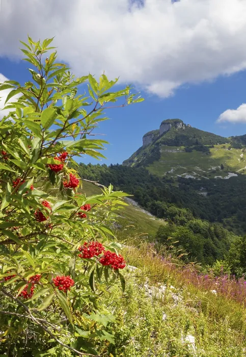 Framed Print : Red (Sambucus racemosa) elderberry bush