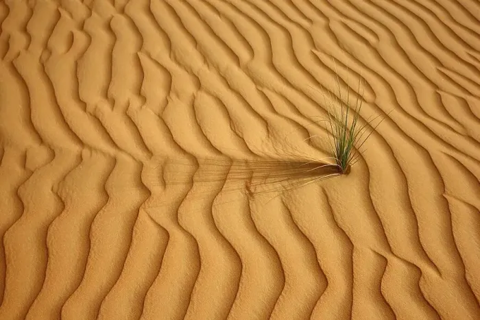 Framed Print : Red sand, sand dunes, Empty Quarter region of Rub'al-Khali desert where only few plants survive