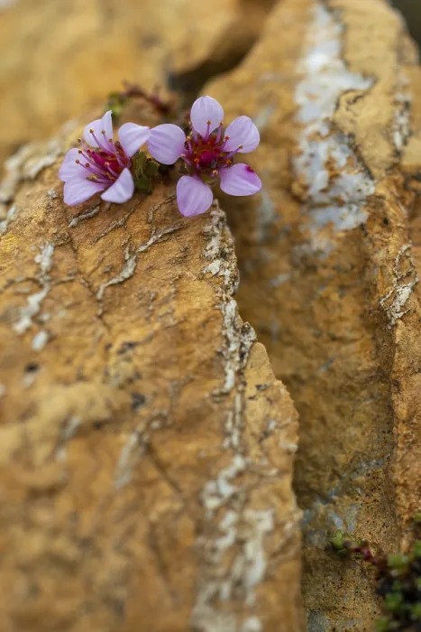 Framed Print : Red saxifrage (Saxifraga oppositifolia)