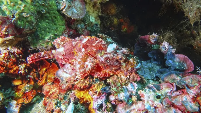 Framed Print : A red scorpionfish (Scorpaena scrofa) well camouflaged among colourful corals