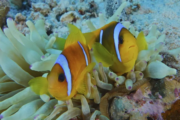 Framed Print : Red sea anemonefish (Amphiprion bicinctus)