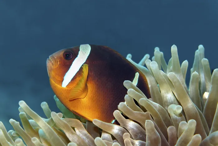 Framed Print : Red Sea anemonefish, (Amphiprion bicinctus)