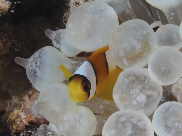 Framed Print : Red sea anemonefish juvenile (Amphiprion bicinctus juvenil)