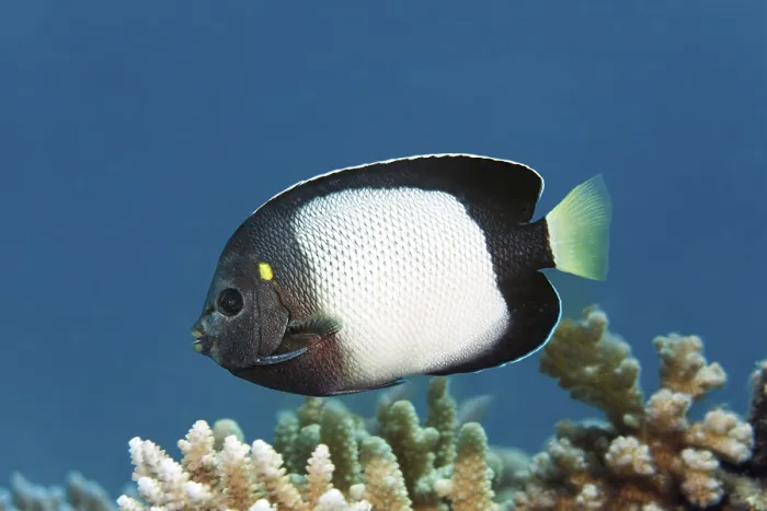 Framed Print : Red Sea Angelfish (Apolemichthys xanthotis)