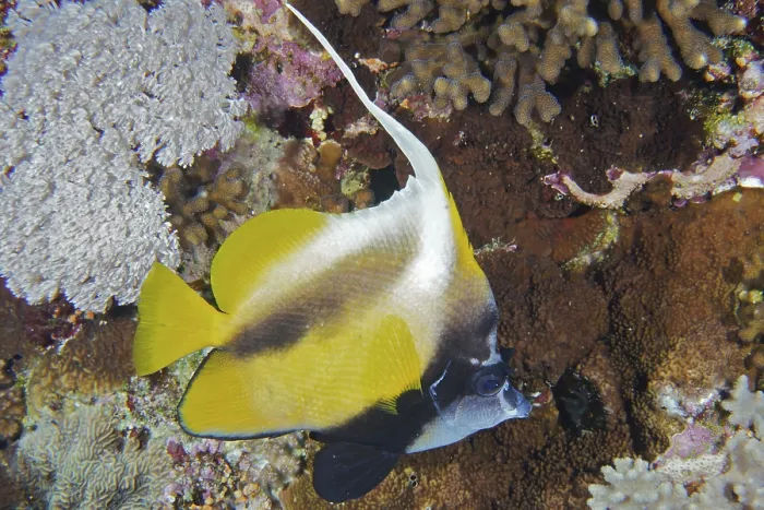 Framed Print : Red Sea bannerfish (Heniochus intermedius)