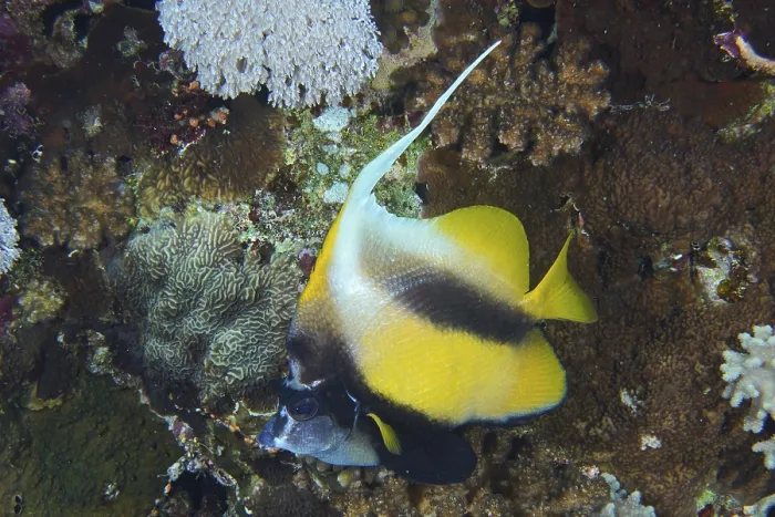 Framed Print : Red Sea bannerfish (Heniochus intermedius) Framed Print : Red Sea bannerfish (Heniochus intermedius)