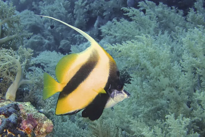 Framed Print : Red Sea bannerfish (Heniochus intermedius) Framed Print : Red Sea bannerfish (Heniochus intermedius)