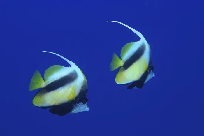 Framed Print : Red Sea bannerfish (Heniochus intermedius)