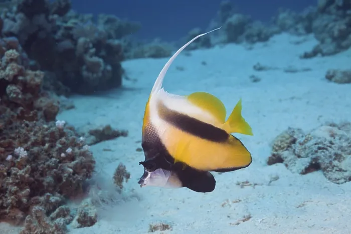 Framed Print : Red Sea bannerfish, Heniochus intermedius