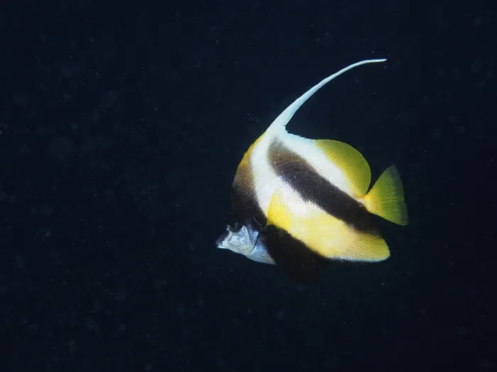 Framed Print : Red sea bannerfish (Heniochus intermedius) at night Framed Print : Red sea bannerfish (Heniochus intermedius) at night