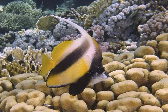 Framed Print : Red sea bannerfish (Heniochus intermedius) over stony corals Framed Print : Red sea bannerfish (Heniochus intermedius) over stony corals
