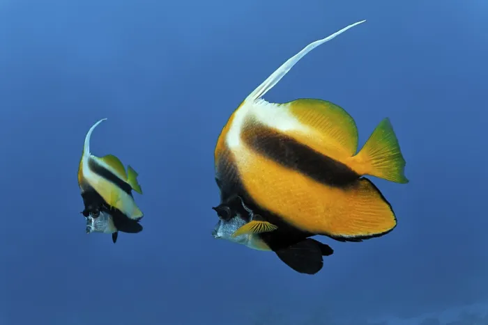 Framed Print : Red Sea bannerfishes (Heniochus intermedius) swimming in the open sea