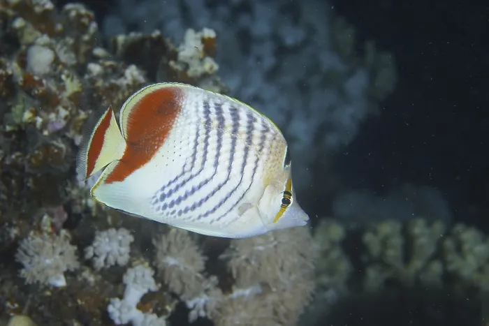 Framed Print : Red Sea butterflyfish (Chaetodon paucifasciatus)