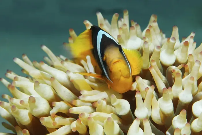 Framed Print : Red Sea clownfish (Amphiprion bicinctus) in front of Anemone