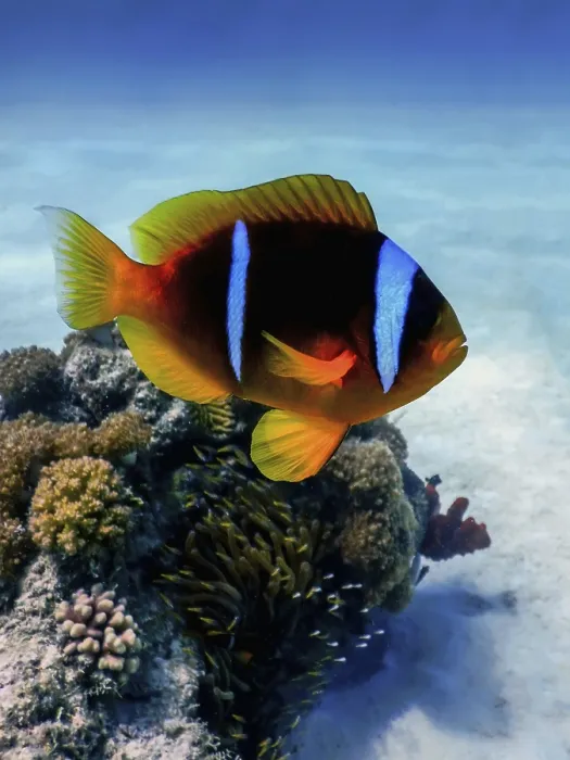 Framed Print : Red Sea clownfish (Amphiprion bicinctus) Red Sea