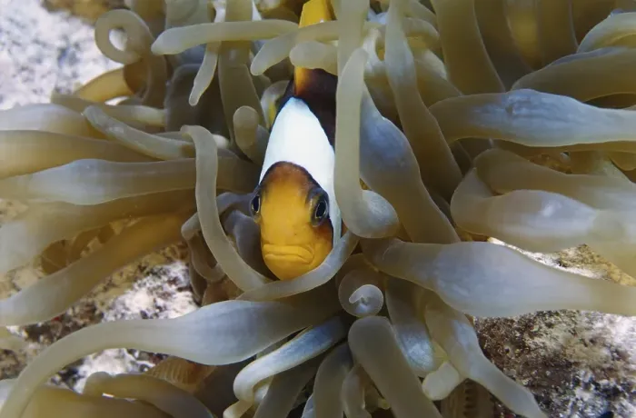 Framed Print : Red Sea Clownfish, or Two-banded Clownfish