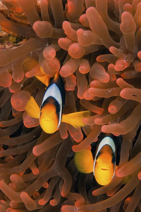 Framed Print : Red Sea clownfishes (Amphiprion bicinctus)