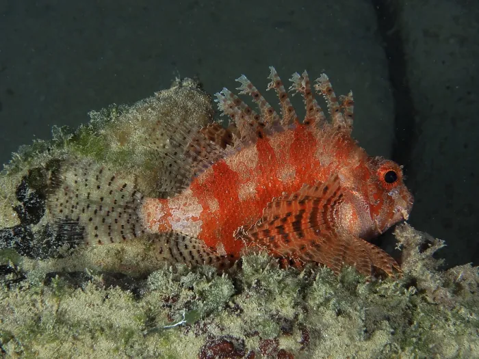 Framed Print : Red Sea Dwarf Lionfish (Dendrochirus hemprichi)
