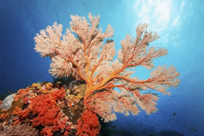 Framed Print : Red sea fan (Melithaea) gorgonian with open polyps in backlight on coral reef
