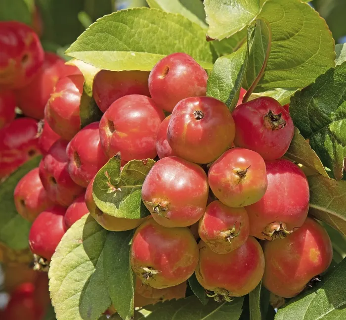 Framed Print : Red Sentinel crabapple