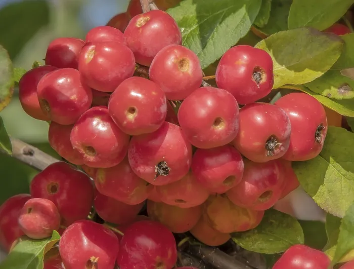 Framed Print : Red Sentinel crabapple