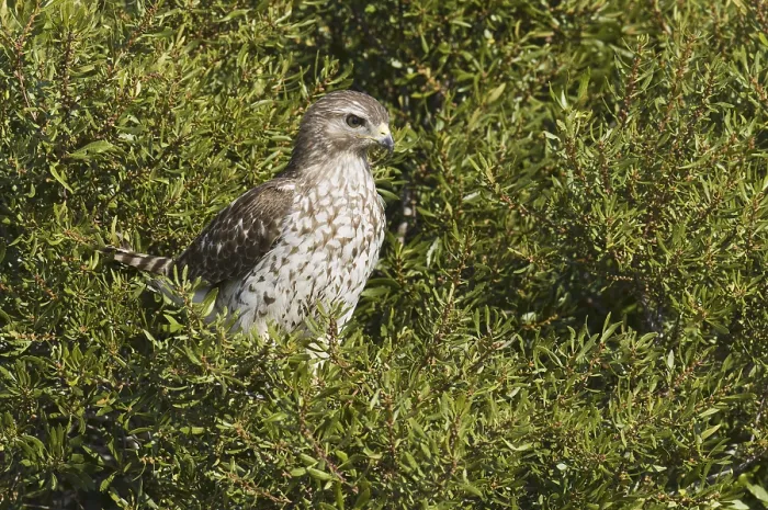 Framed Print : Red-shouldered Hawk (Buteo lineatus)