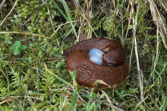 Framed Print : Red Slugs (Arion rufus), mating with a sperm packet