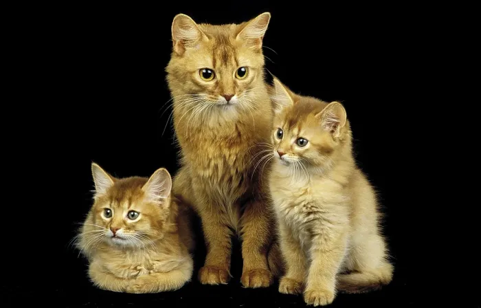 Framed Print : Red Somali domestic cat, mother and kittens against black background