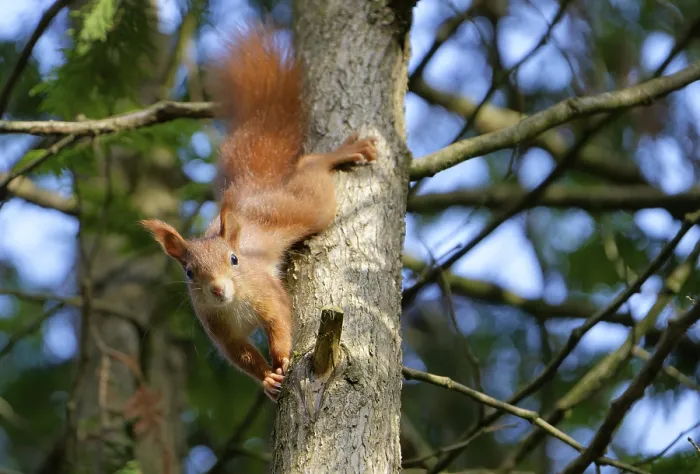 Framed Print : A red squirrel climbs down from the tree and watches with interest Framed Print : A red squirrel climbs down from the tree and watches with interest