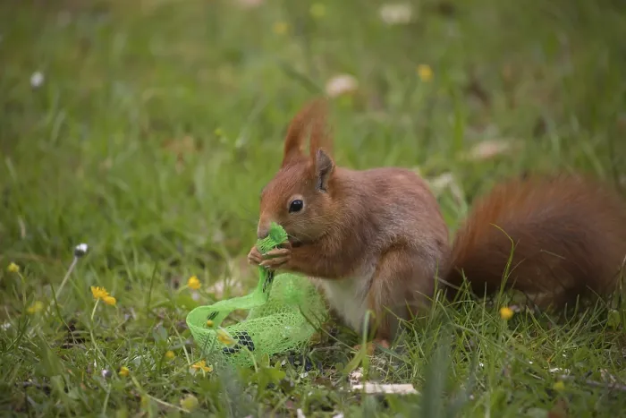 Framed Print : One Red squirrel or Eurasian red squirrel (Sciurus vulgaris) feeding on bird food in a plastic net Framed Print : One Red squirrel or Eurasian red squirrel (Sciurus vulgaris) feeding on bird food in a plastic net