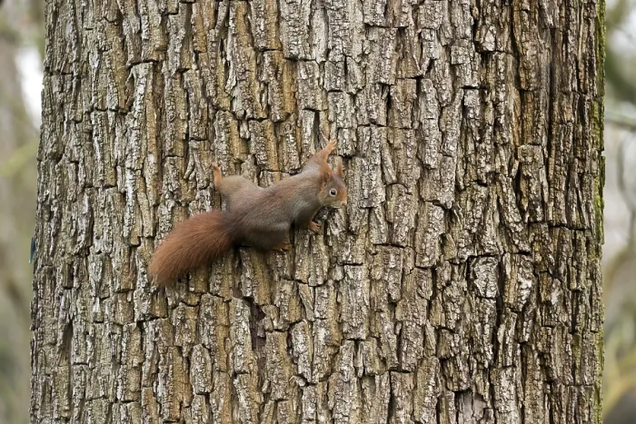 Framed Print : Red Squirrel, Germany, wildlife