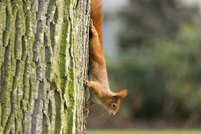 Framed Print : Red Squirrel, Germany, wildlife